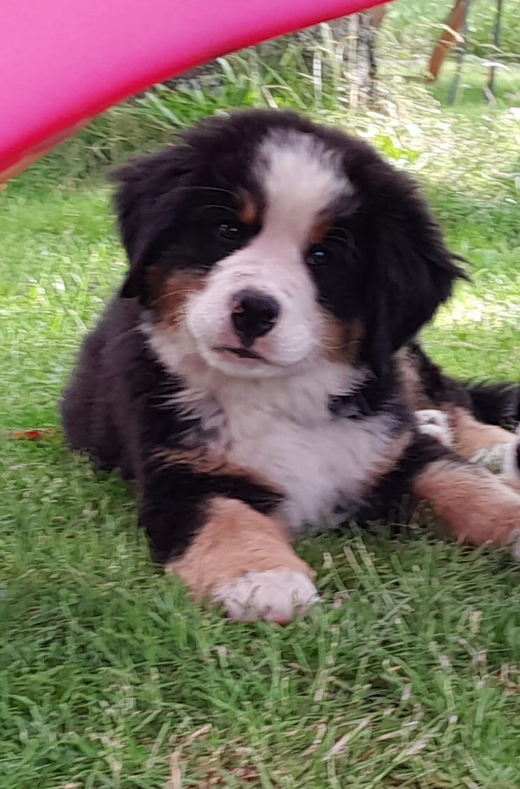 bernersennen pups reutje